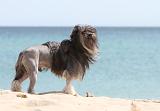 PETIT CHIEN LION 092